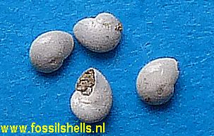 Teinostoma defrancei