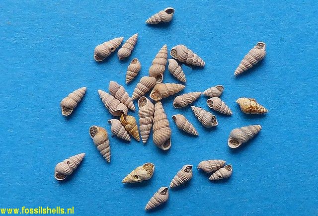 Sandbergeria perpusilla