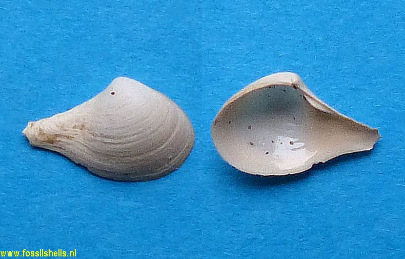 Cuspidaria girondica