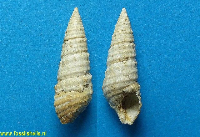 Pirenella discolor