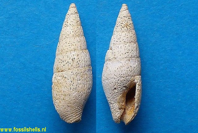 Columbella girondica