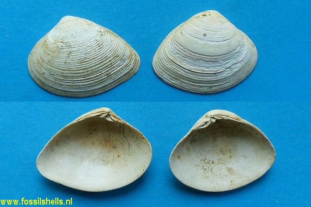 Meretrix paulinae