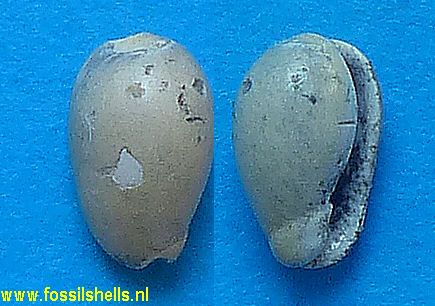 Cryptospira miliaria