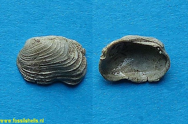 Venerupis irus