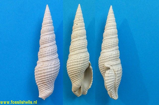 Hindsiclava perspirata