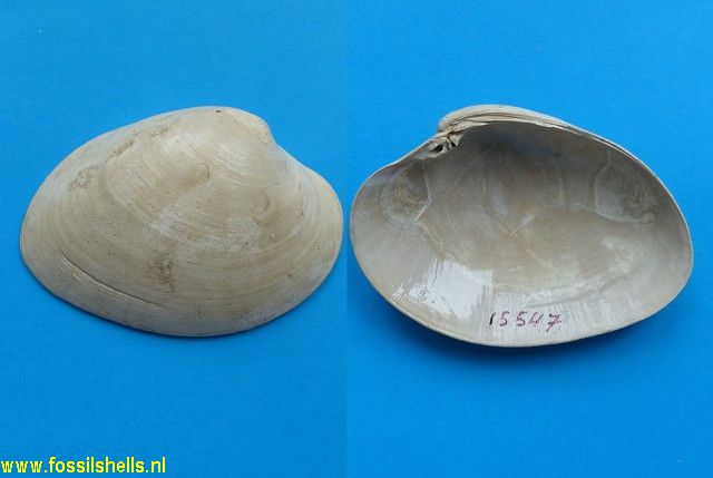 Macrocallista maculata