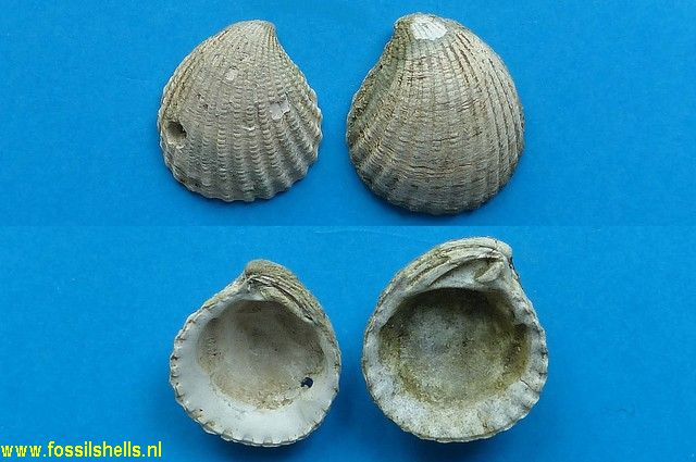 Cyclocardia granulata