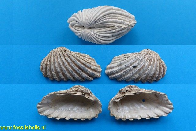 Carditamera protracta