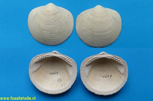 Glycymeris americana