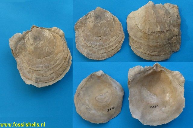 Ostrea subdigitalina