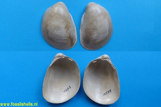 Laevicardium wagnerianum