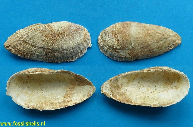 Petricola pholadiformis