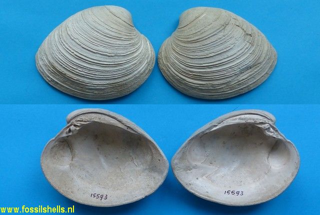 Mercenaria mercenaria