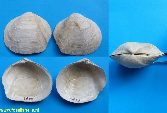 Hemimetis magnoliana