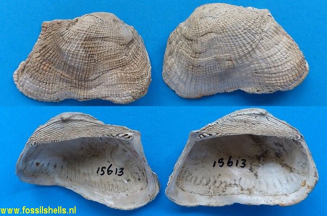 Barbatia marylandica