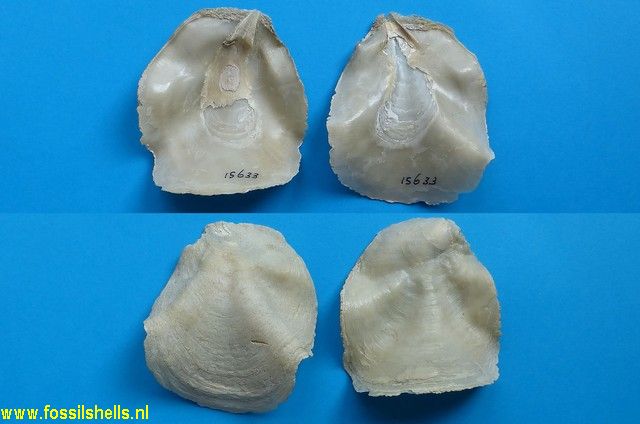 Placunanomia aclinica