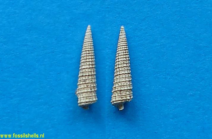 Cerithiopsis species