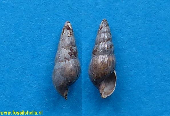 Odostomia coxi