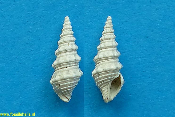 Monilispira leucomya