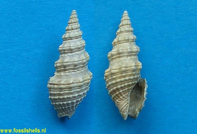 Monilispira bigemma
