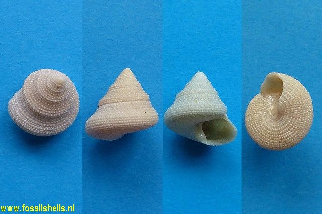 Calliostoma seminolum