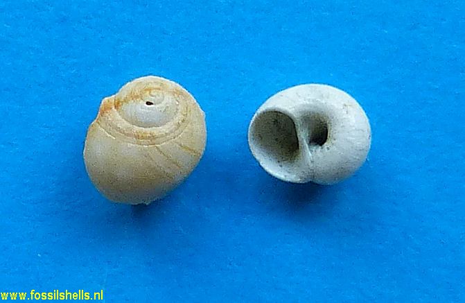 Sigatica semisulcata