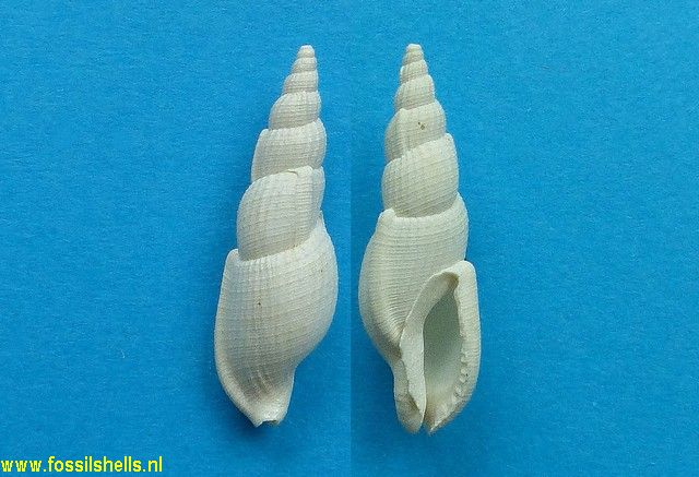 Colubraria lanceolata aclinica