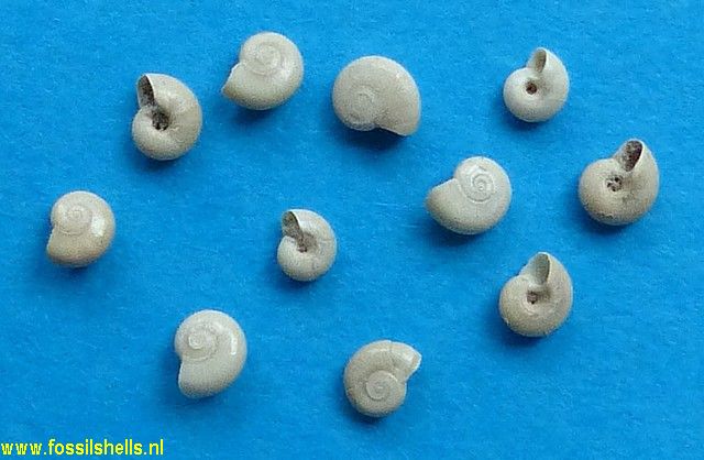 Solariorbis opsitelotus