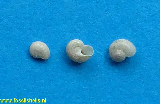 Teinostoma avunculus