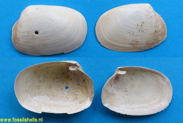 Periploma planiusculum