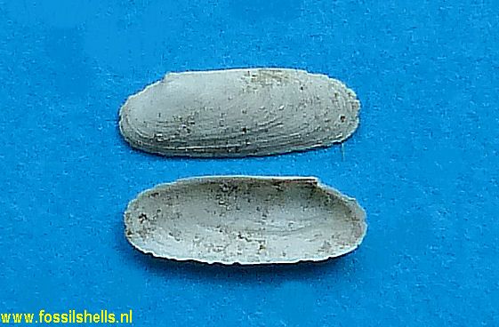 Ensitellops elongata