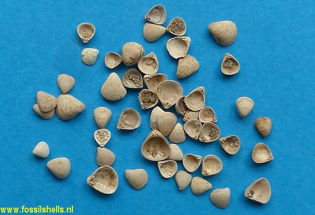 Parastarte triquetra