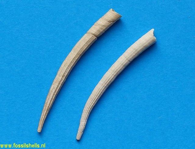 Dentalium caloosaense