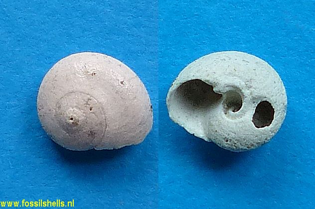 Solariorbis opsitelotus