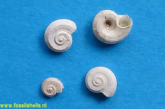 Cyclostremiscus trlix