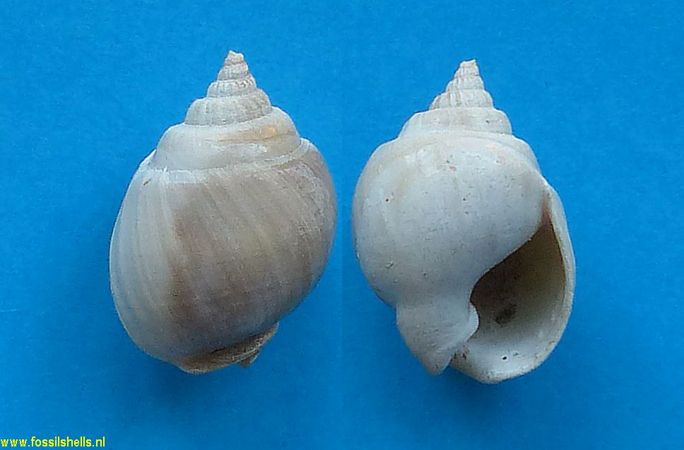 Globinassa roseae