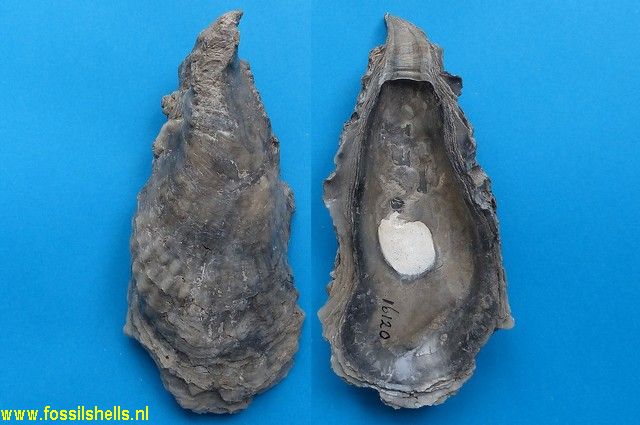 Crassostrea virginica