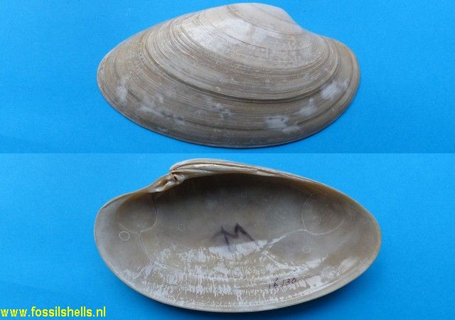 Macrocallista nimbosa