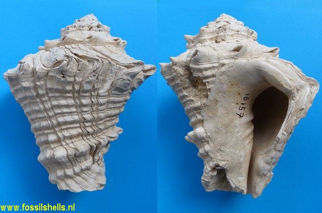 Vasum floridanum