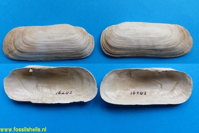 Solecurtus cumingianus