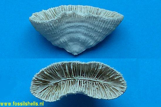 Placocyathus species