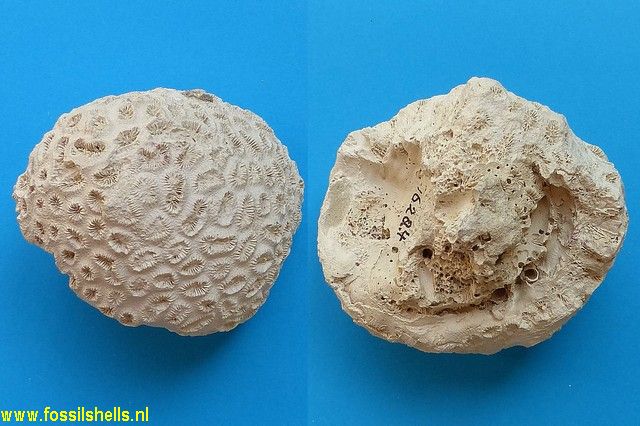 Montastrea cavernosa