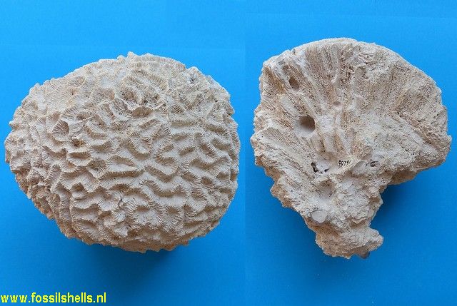 Meandrina meandrites