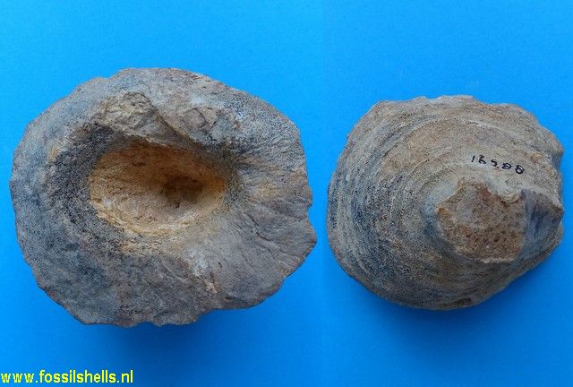 Chenendopora fungiformis