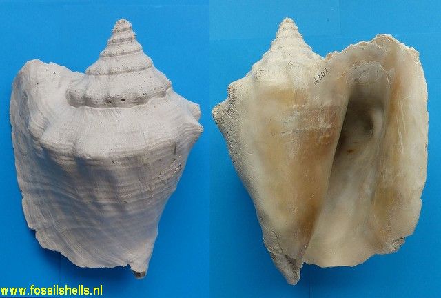 Strombus gigas ?