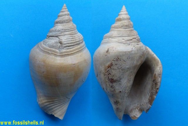 Strombus evergladesensis