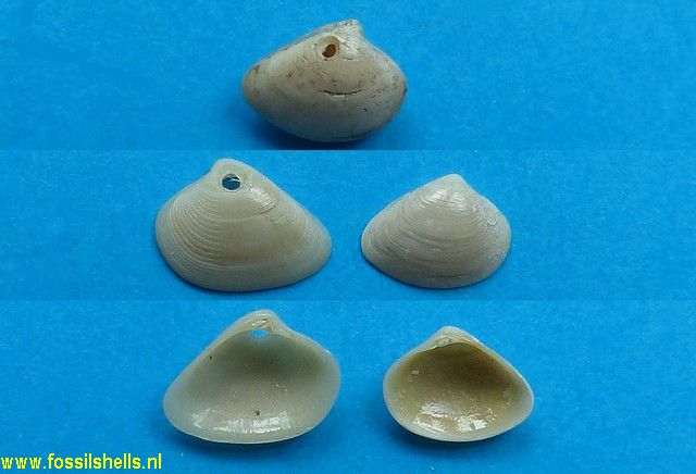 Transennella conradiana