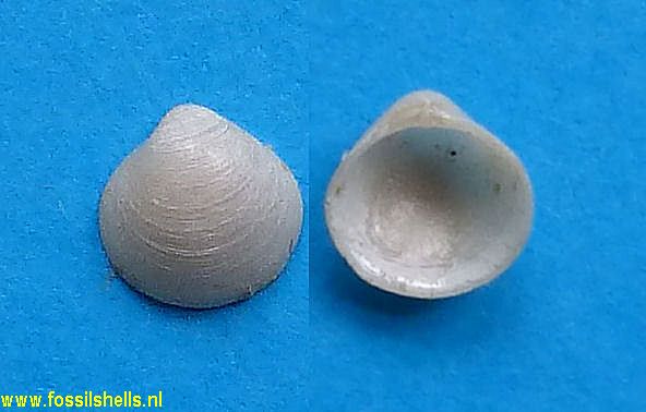 Pitar pilula