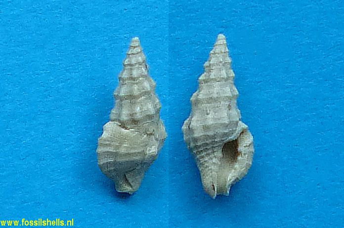 Glyphostoma polysculptum