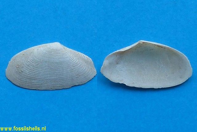 Tellina strictolineata